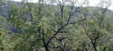Дерево берёза даурская