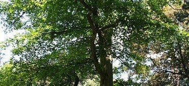 Дерево бук крупнолистный