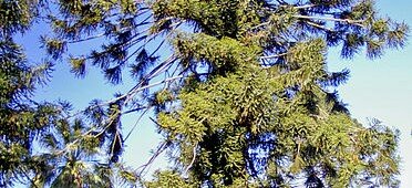 Дерево Араукария Бидвилла