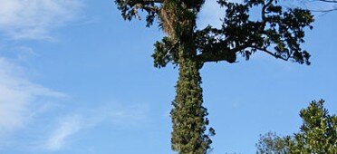 Дерево Дакридиум кипарисовый