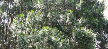 Дерево Калоцедрус крупночешуйчатый
