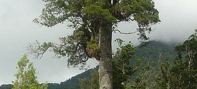 Дерево Ногоплодник дакридиевидный