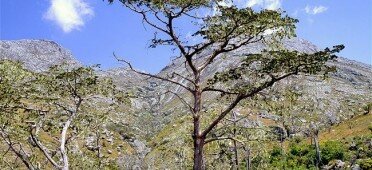 Дерево Виддрингтония Уайта