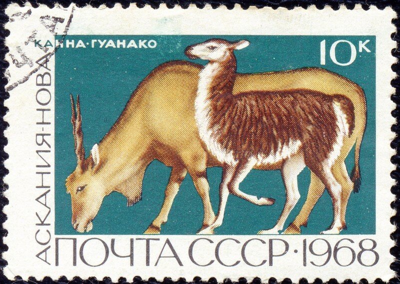 Почтовая марка СССР с канной и гуанакой