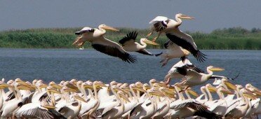 Розовый пеликан в Дунайском биосферном заповеднике