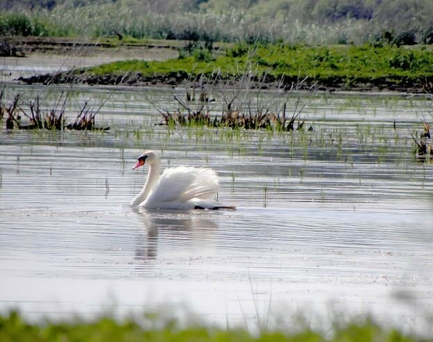 Лебедь - шипун в Дунайском заповеднике