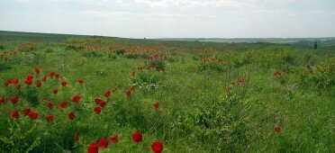 Цветение диких пионов в Хомутовской степи в мае