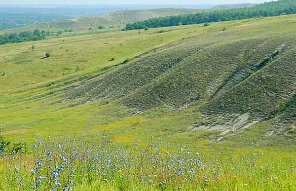 Задернованный меловой холм Донецкая область