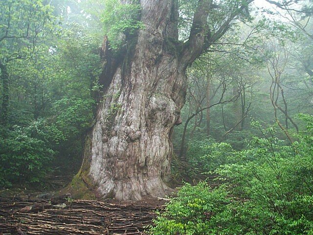 Крупнейший экземпляр дерева суги: Дзёмонсуги на острове Яку