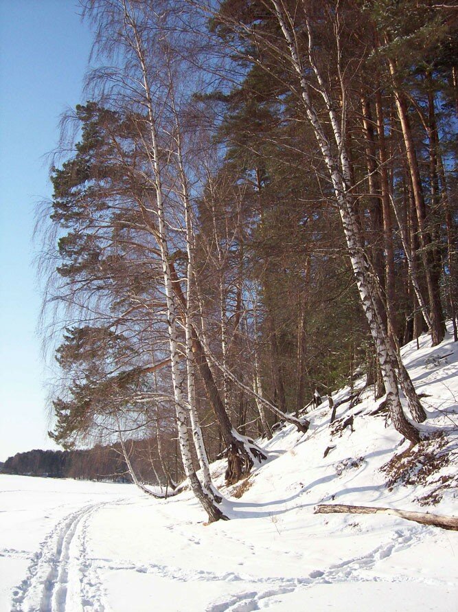 Зимой в Смоленском Поозерье на берегу озера Сапшо